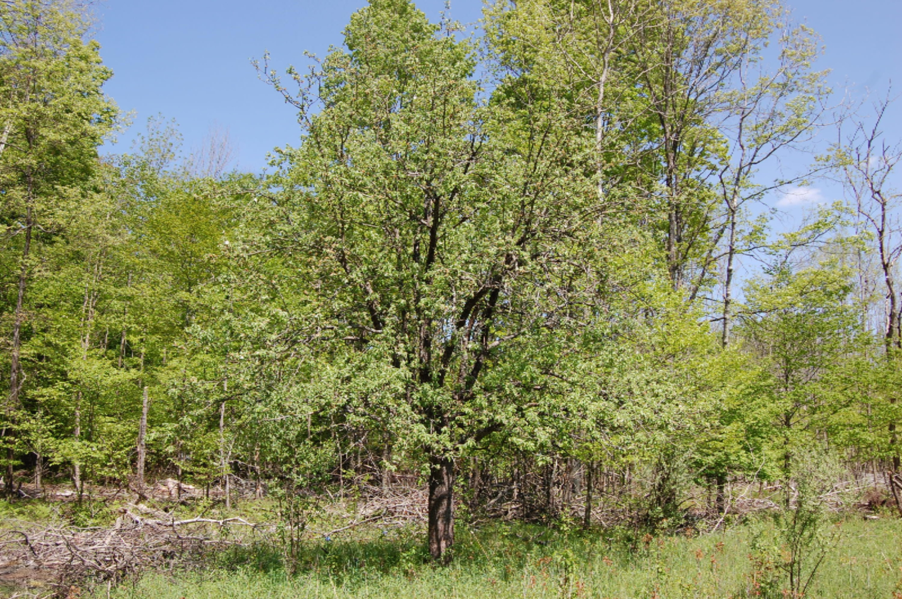 10530 South 9 Road Cadillac, MI 49601 - Photo 51 of 70 DSC_0701