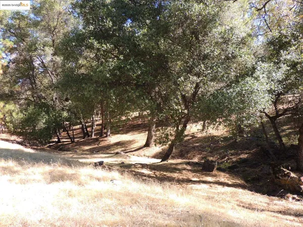 a view of a yard with a tree