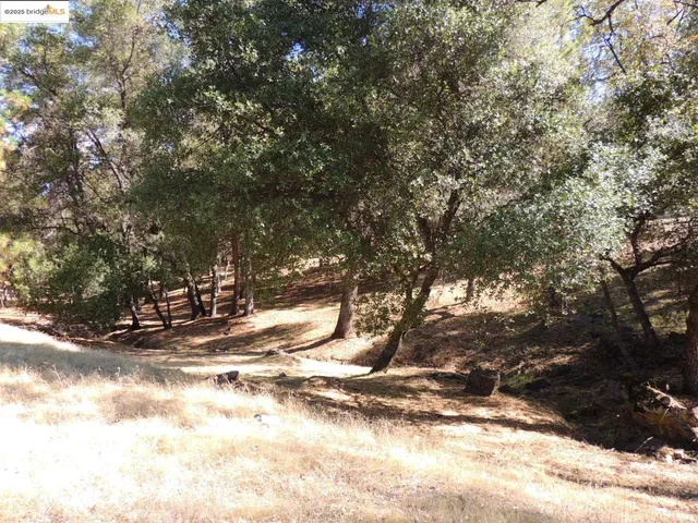a view of a yard with a tree