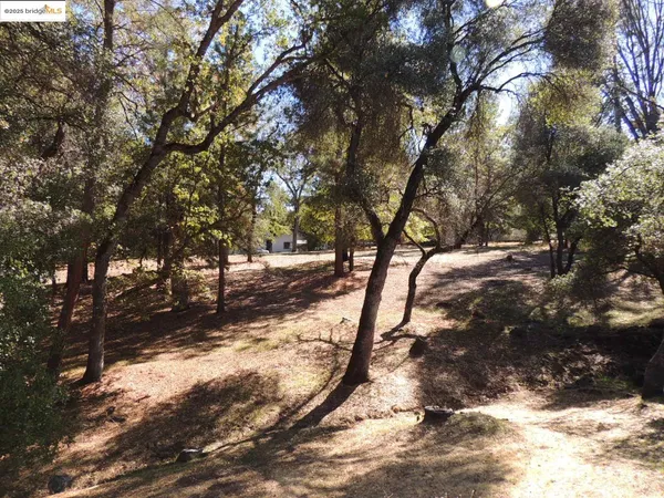 a view of a yard with trees