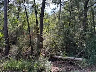 a view of a forest with trees