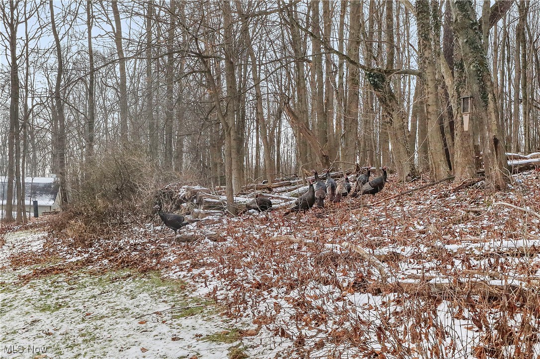 7014 River Styx Road Medina, OH 44256 - Photo 3 of 49 Snowy landscape featuring a view of trees