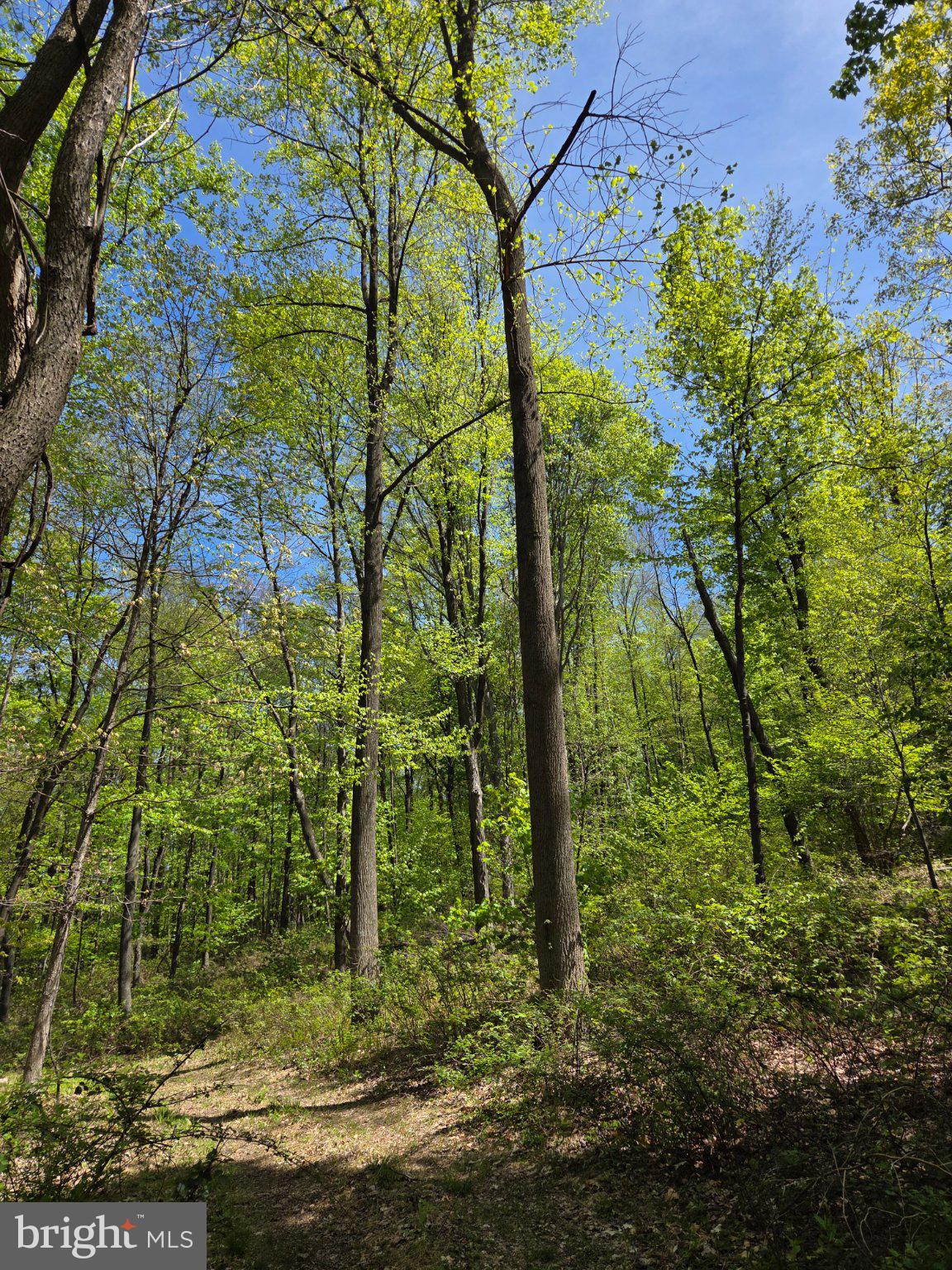 0 McCabe Road Landisburg, PA 17040 - Photo 10 of 11 Lush green forest under a blue sky.