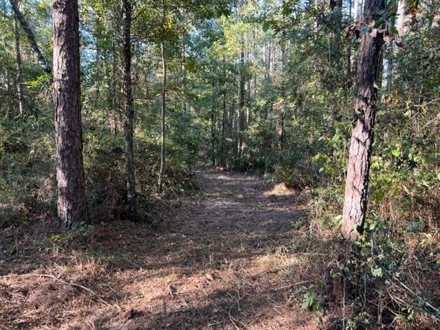 0 Old Boggy Road Opp, AL 36467 - Photo 6 of 24 Gallery Image 6