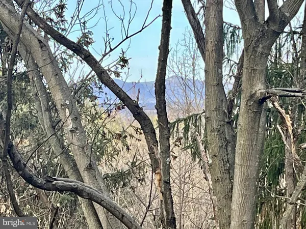 a view of a tree with a tree