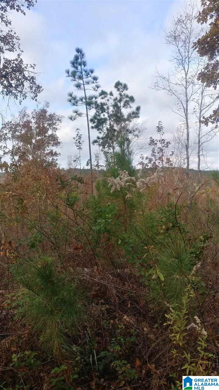 0 Bulldog Bend Road Brierfield, AL 35035 - Photo 24 of 32