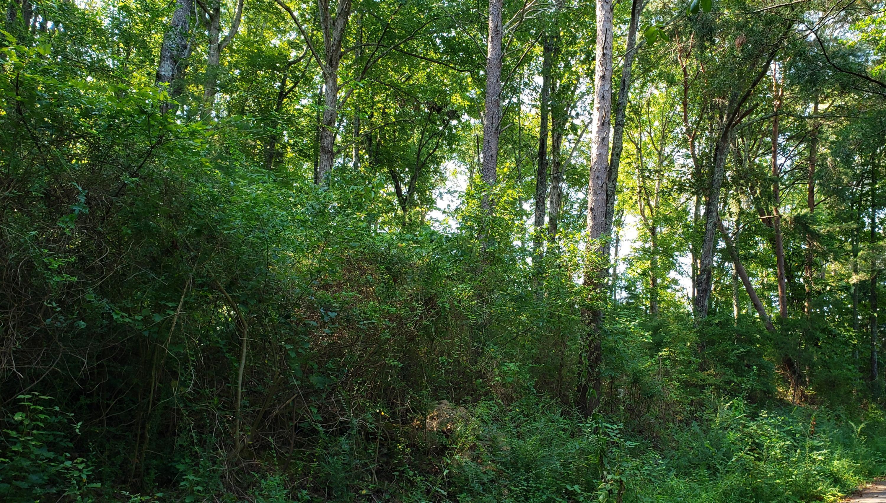 0 Treeline Drive, Unit 4 Dunlap, TN 37327 - Photo 3 of 10 20190820_100534