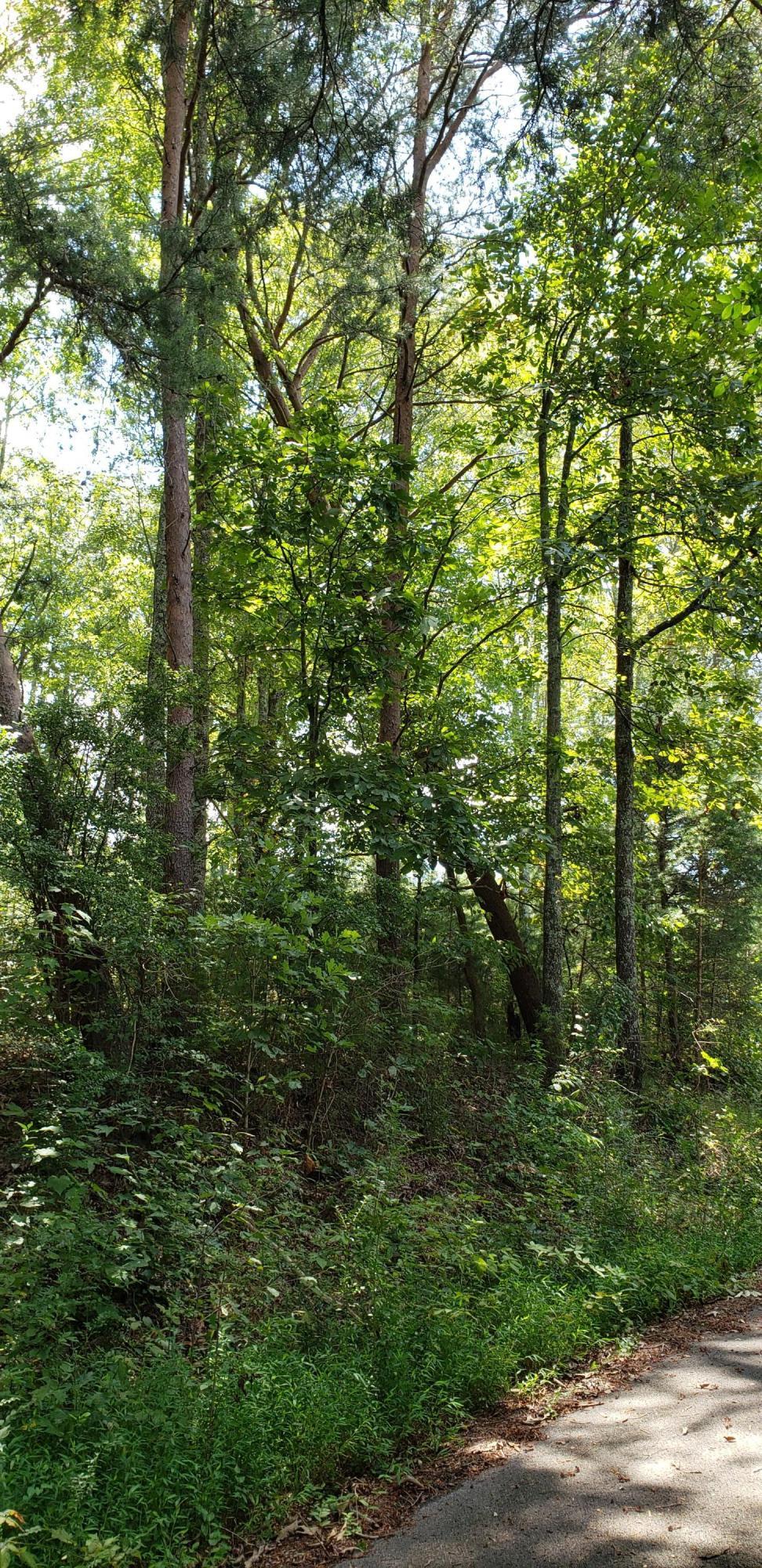 0 Treeline Drive, Unit 4 Dunlap, TN 37327 - Photo 5 of 10 20190815_124638