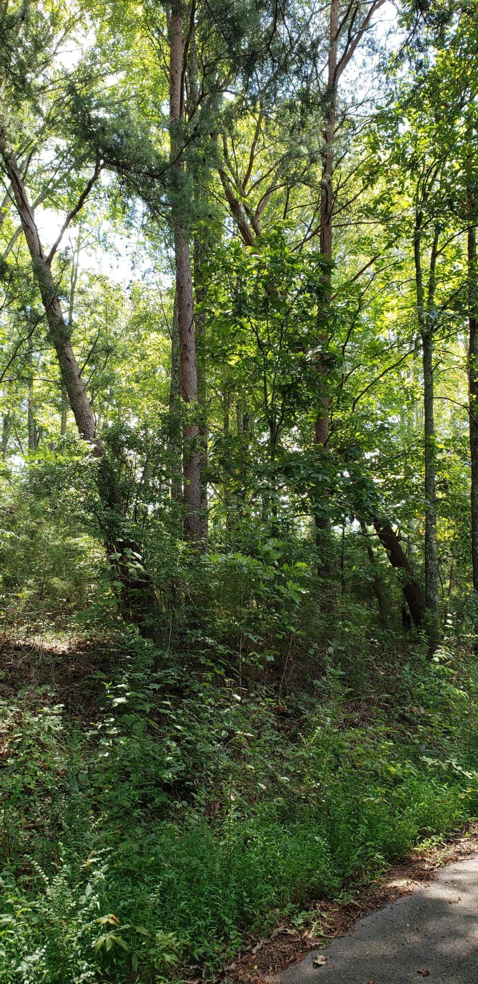 0 Treeline Drive, Unit 4 Dunlap, TN 37327 - Photo 7 of 10 20190815_124634