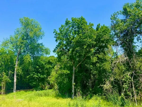 a view of a yard with large trees
