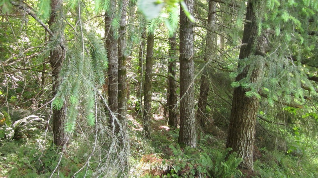 -xxx King Road Winlock, WA 98596 - Photo 7 of 25 Gallery Image 7