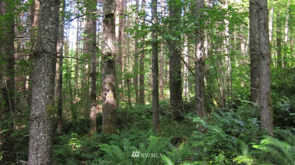 -xxx King Road Winlock, WA 98596 - Photo 9 of 25 Gallery Image 9
