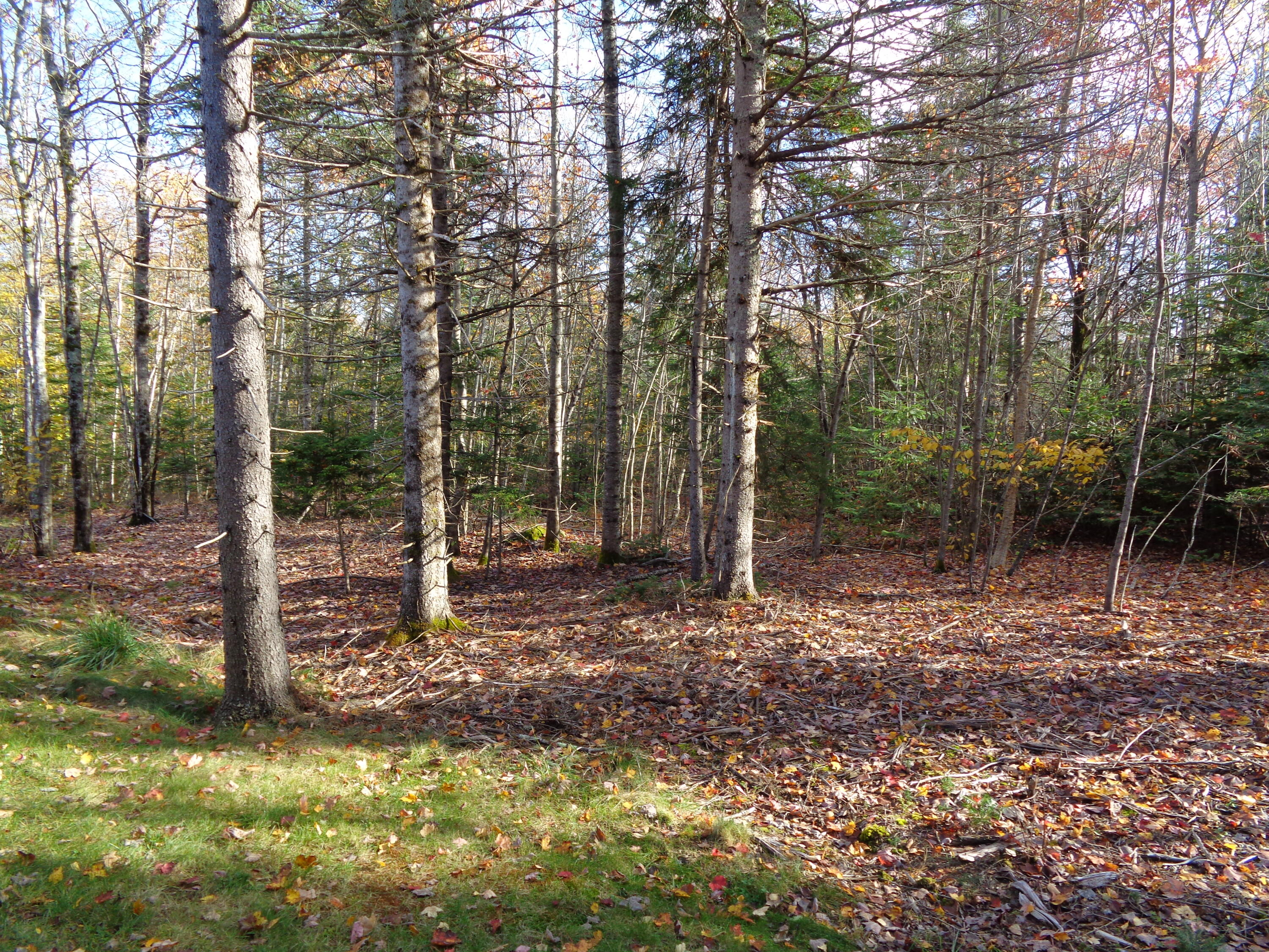 24 Tamarac Road Ellsworth, ME 04605 - Photo 33 of 36 Side yard