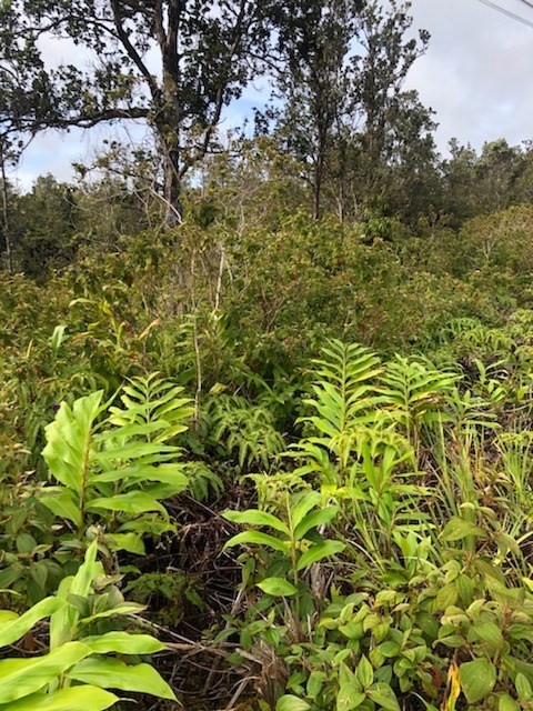 1479 Volcano Road Pahoa, HI 96778 - Photo 13 of 13 a view of a bunch of trees