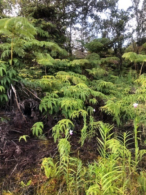 1479 Volcano Road Pahoa, HI 96778 - Photo 8 of 13 a view of a garden with plants