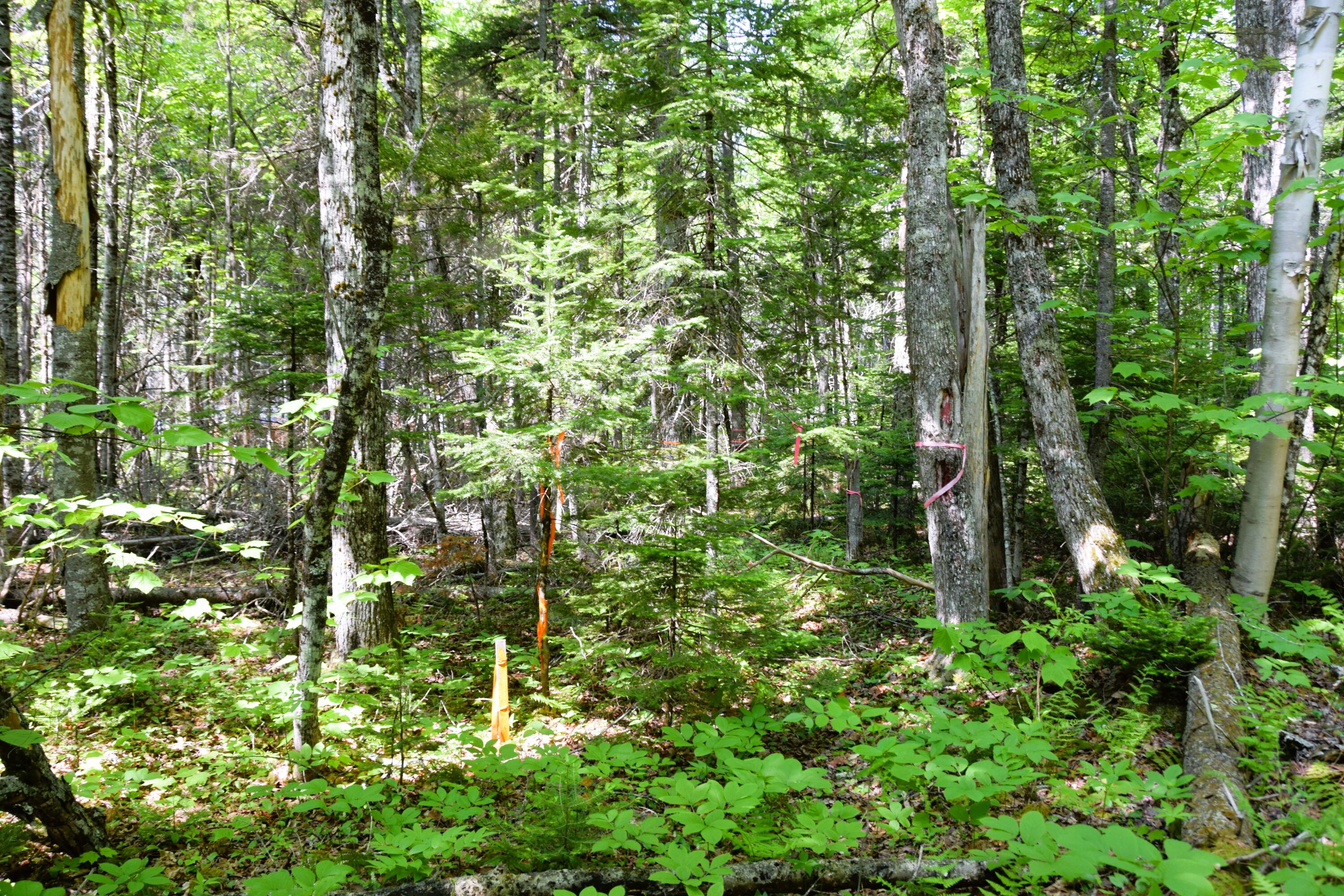 Ms03-l17.3 Carry Pond Road Bingham, ME 04920 - Photo 2 of 19
