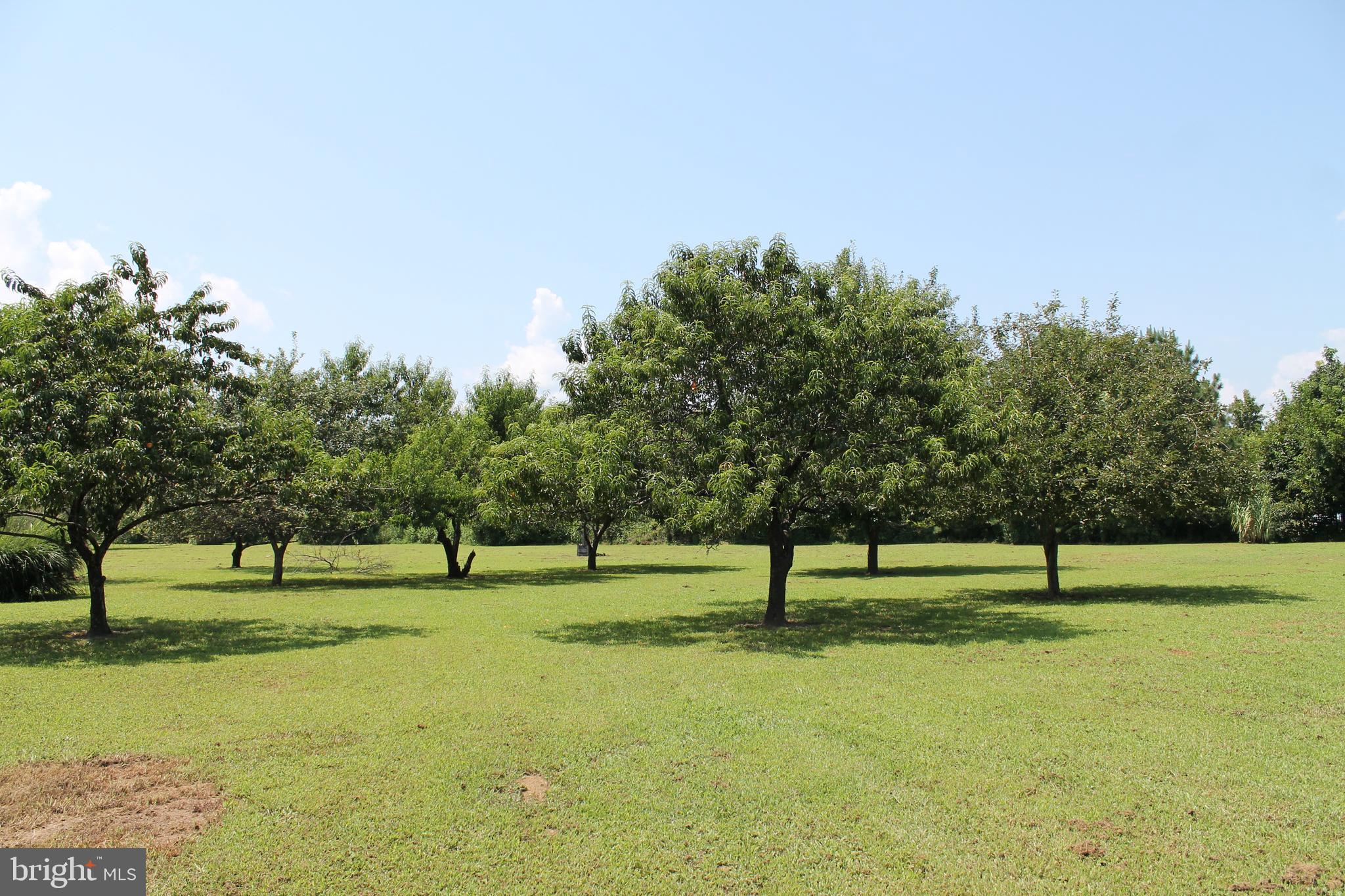 13467 Ellis Way King George, VA 22485 - Photo 69 of 81 a view of a park with tree s