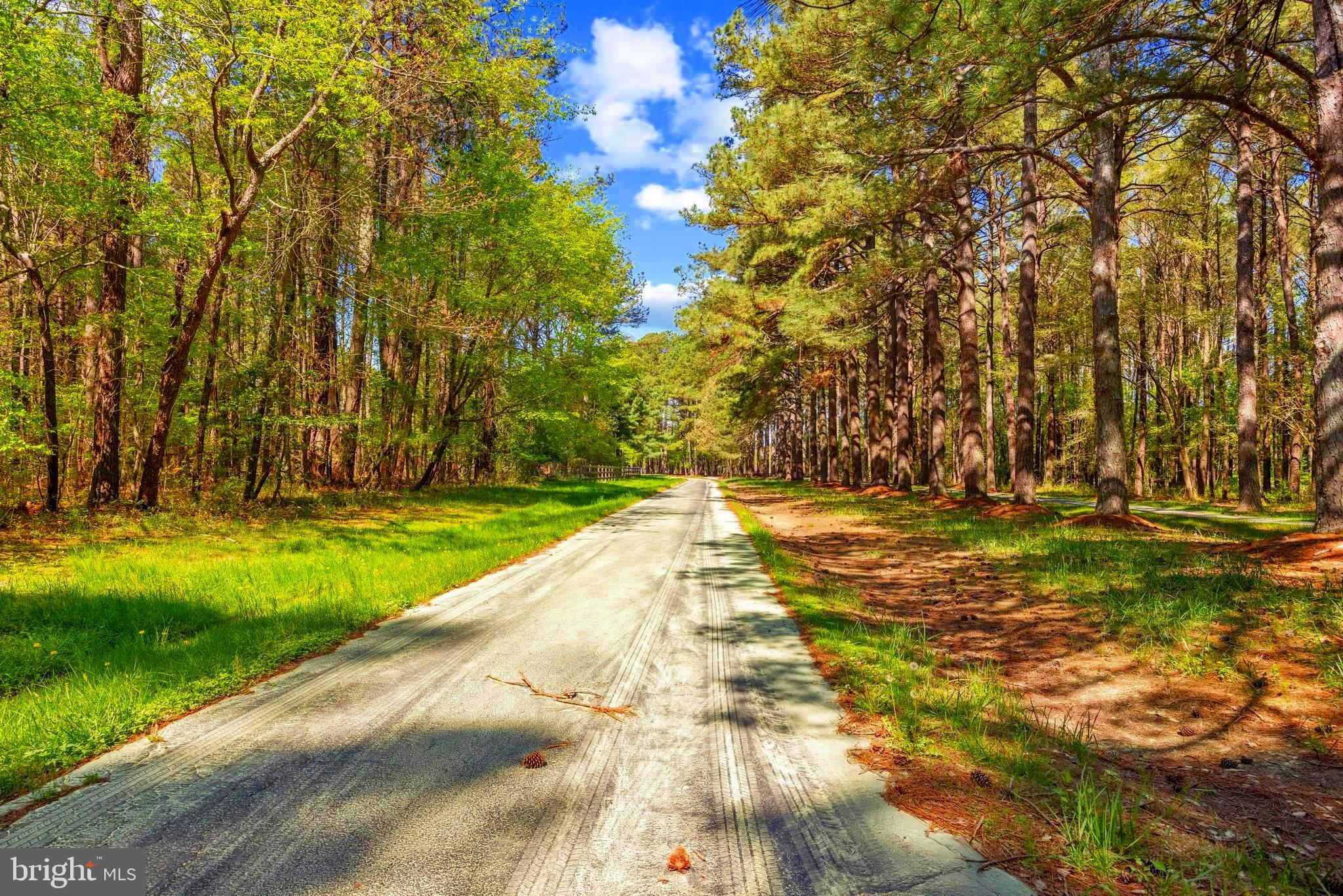 Travelers Rest Road Easton, MD 21601 - Photo 8 of 20 Tree lined driveway from Travelers Rest