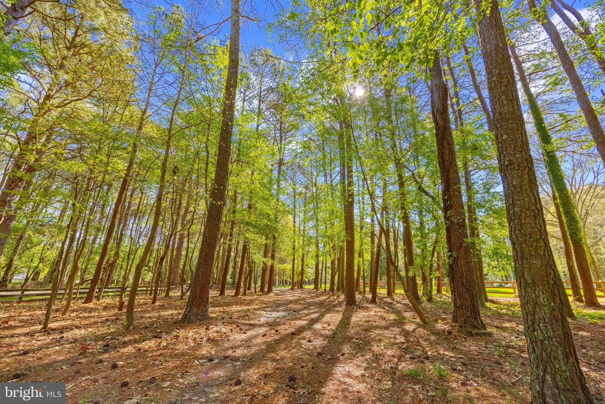 Travelers Rest Road Easton, MD 21601 - Photo 10 of 20 Private tree lined driveway to the water