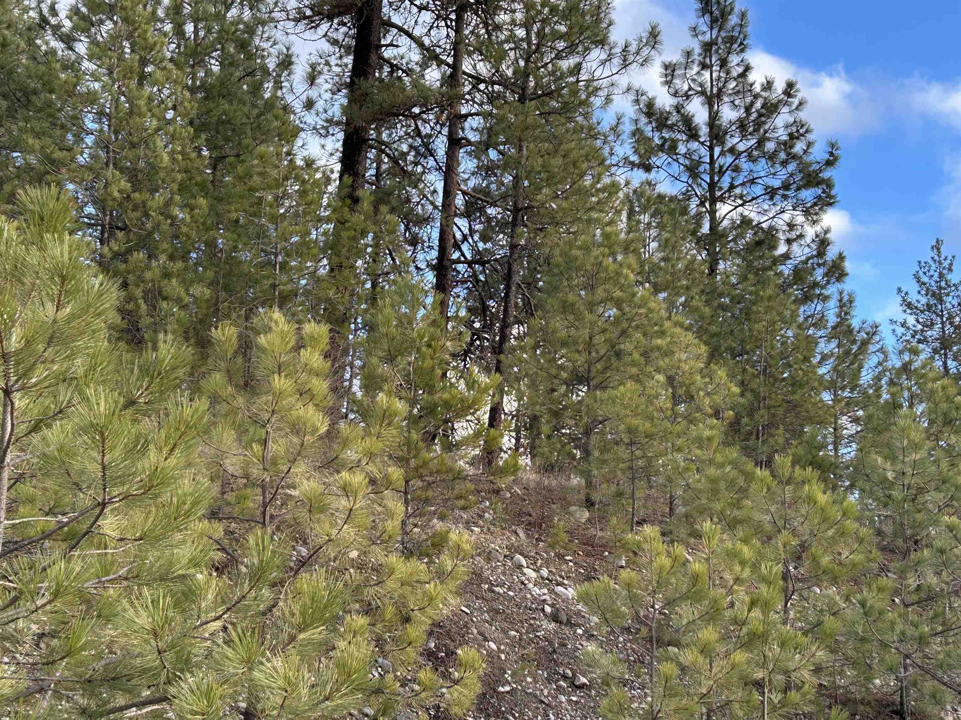 4256 Highway 231 Springdale, WA 99173 - Photo 6 of 20