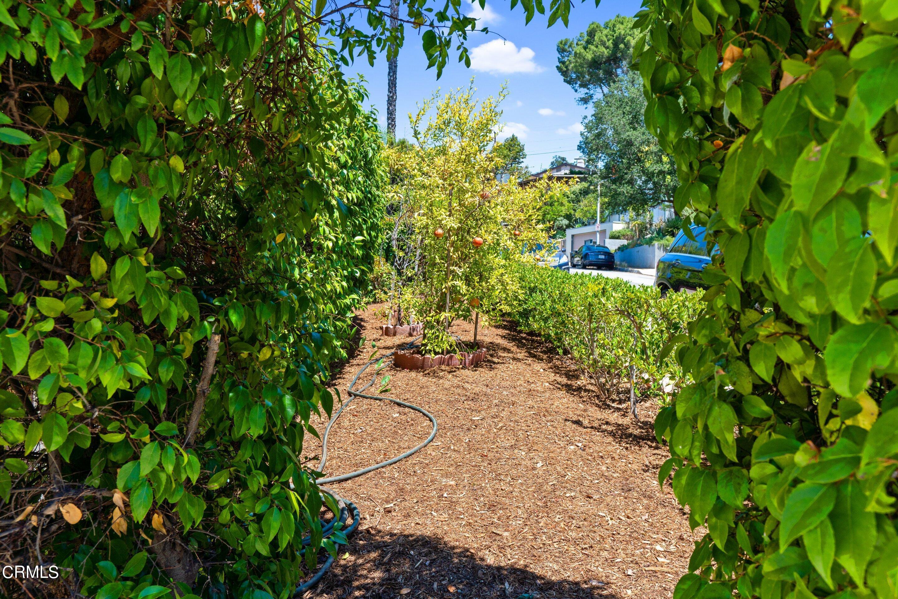 343 Cherry Drive Pasadena, CA 91105 - Photo 32 of 33 a view of a garden with plants
