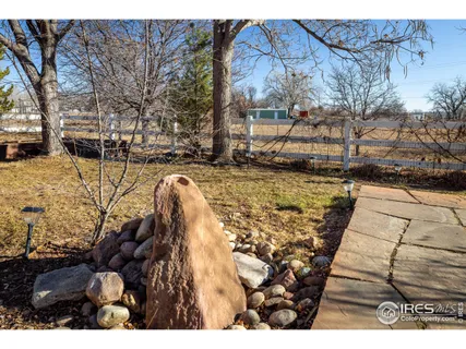 a close up of a tree in a forest