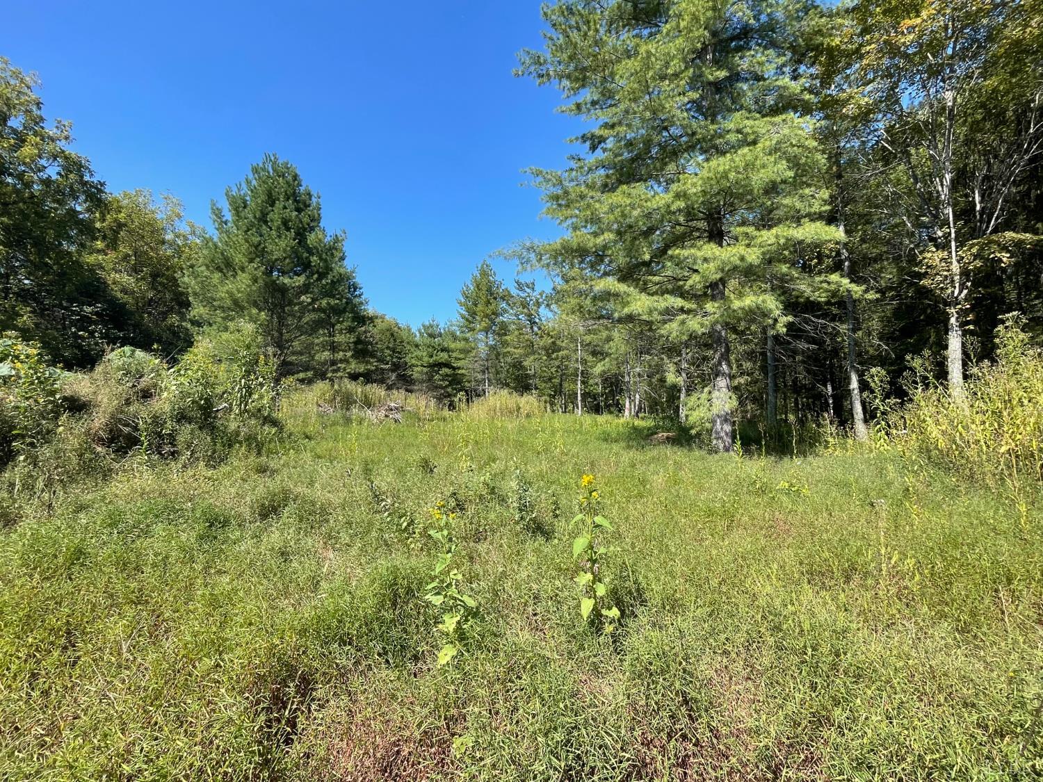 a view of a lush green space