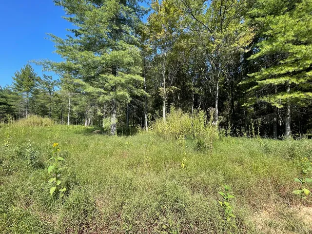 a view of a lush green space
