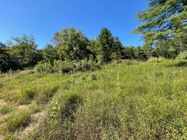 a view of a field with a tree