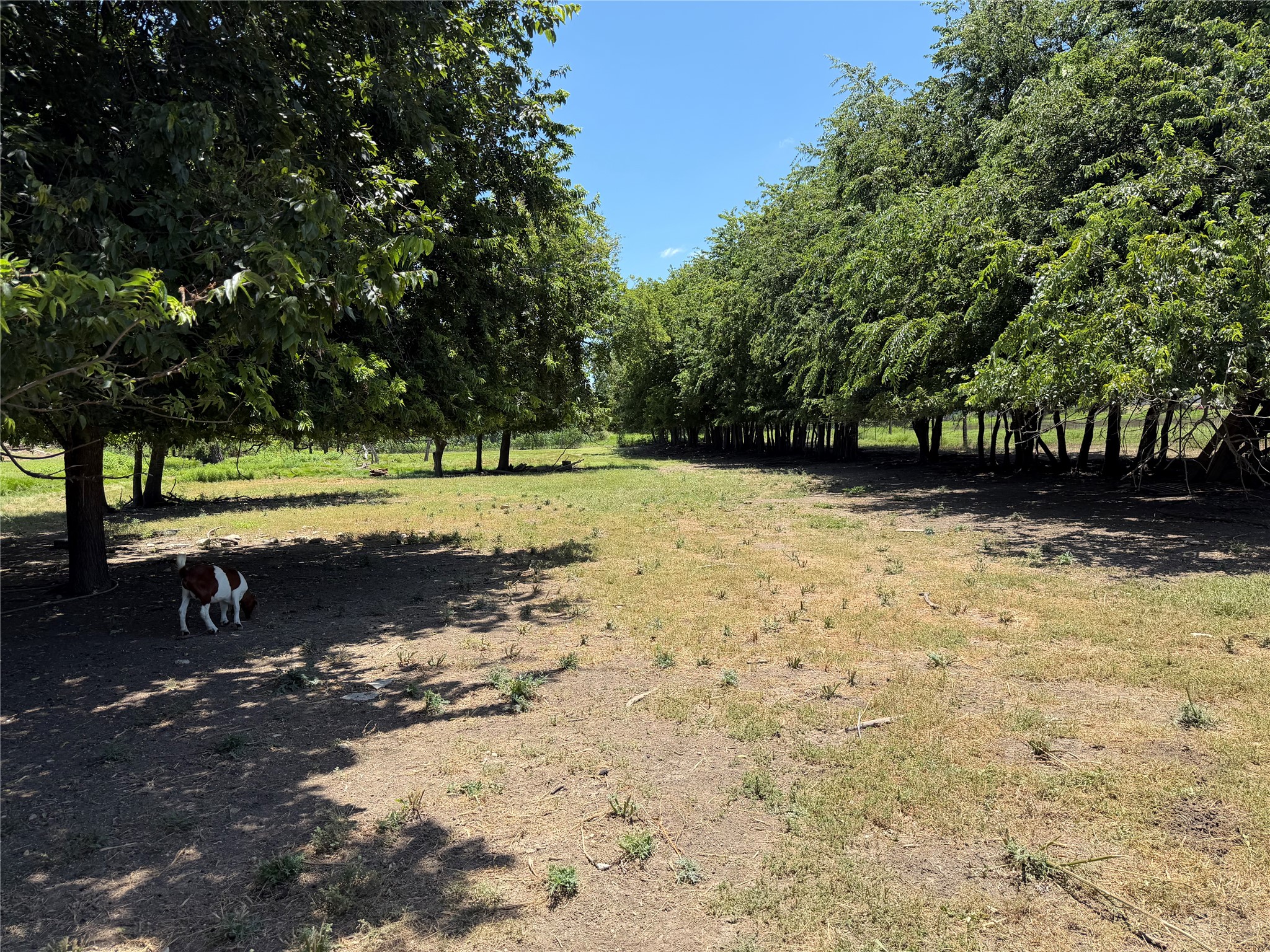 306 County Road 306 Road Jarrell, TX 76537 - Photo 12 of 15 Mature trees line the perimeter of this expansive, well-maintained private yard.