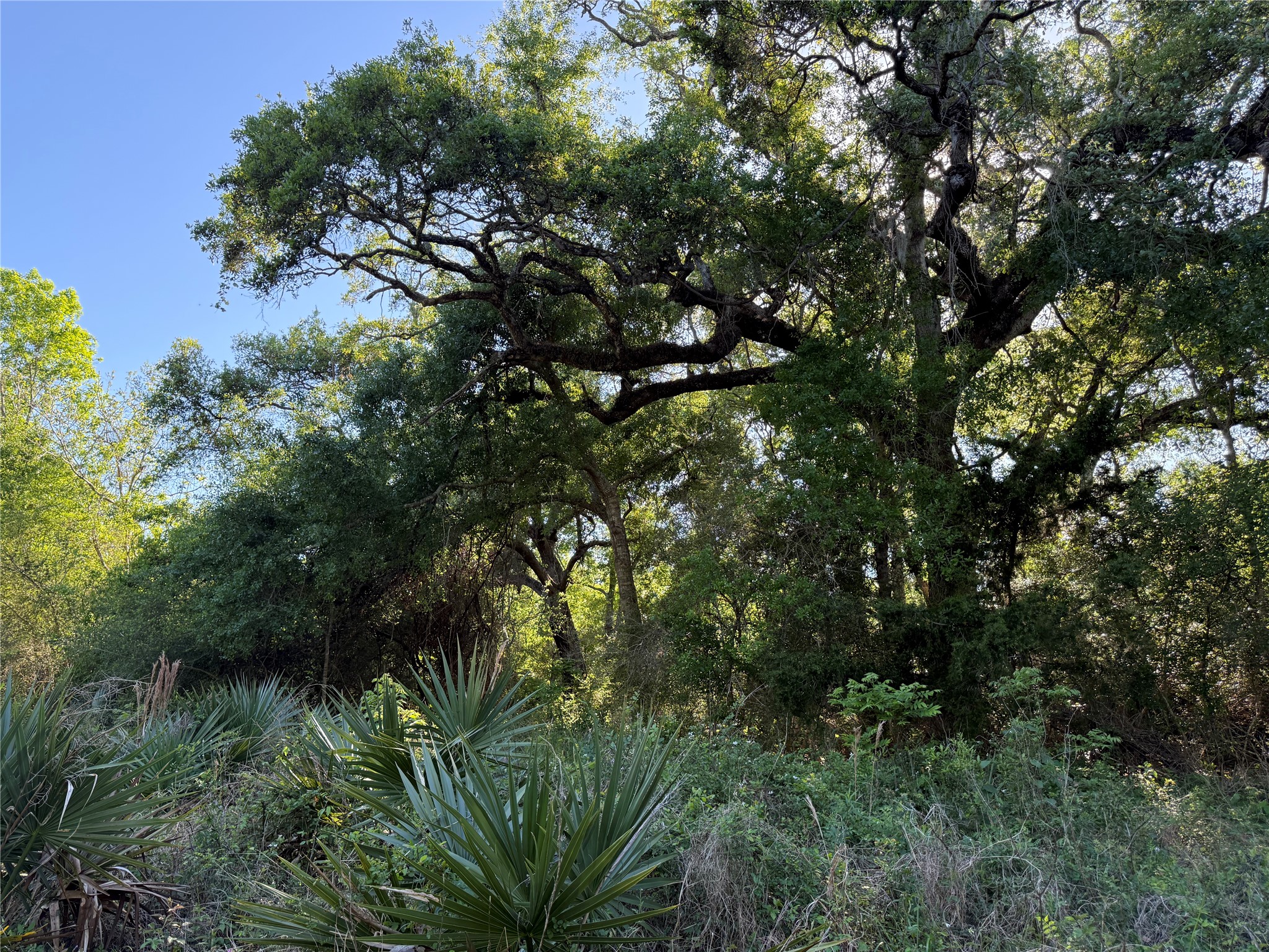 281 Rd Sargent Tx 77414 Road Sargent, TX 77414 - Photo 11 of 23 a view of a tree