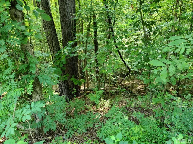 a view of a lush green forest