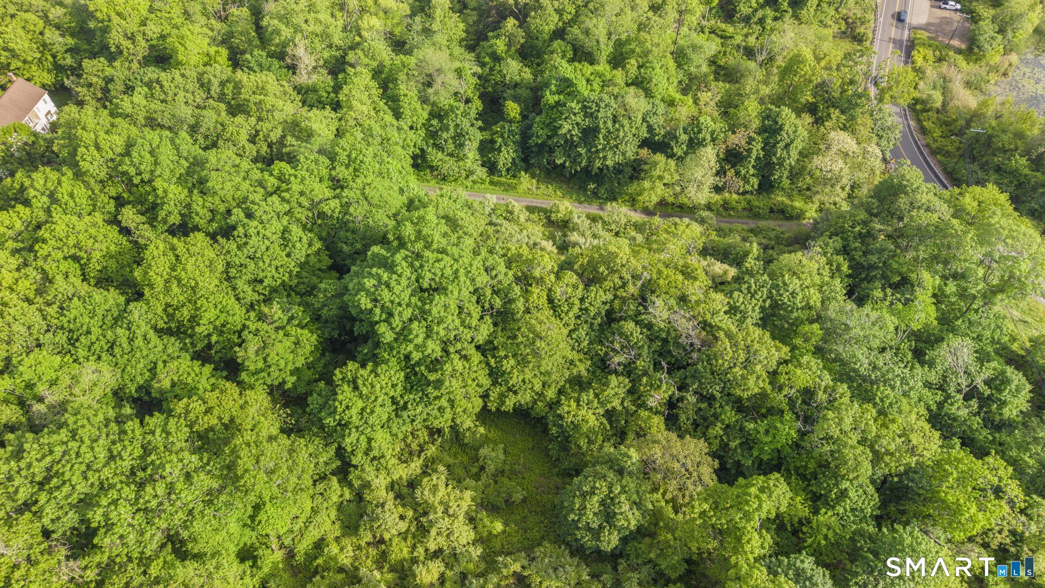 379 Brushy Plain Road Branford, CT 06405 - Photo 19 of 23 a view of a lush green forest