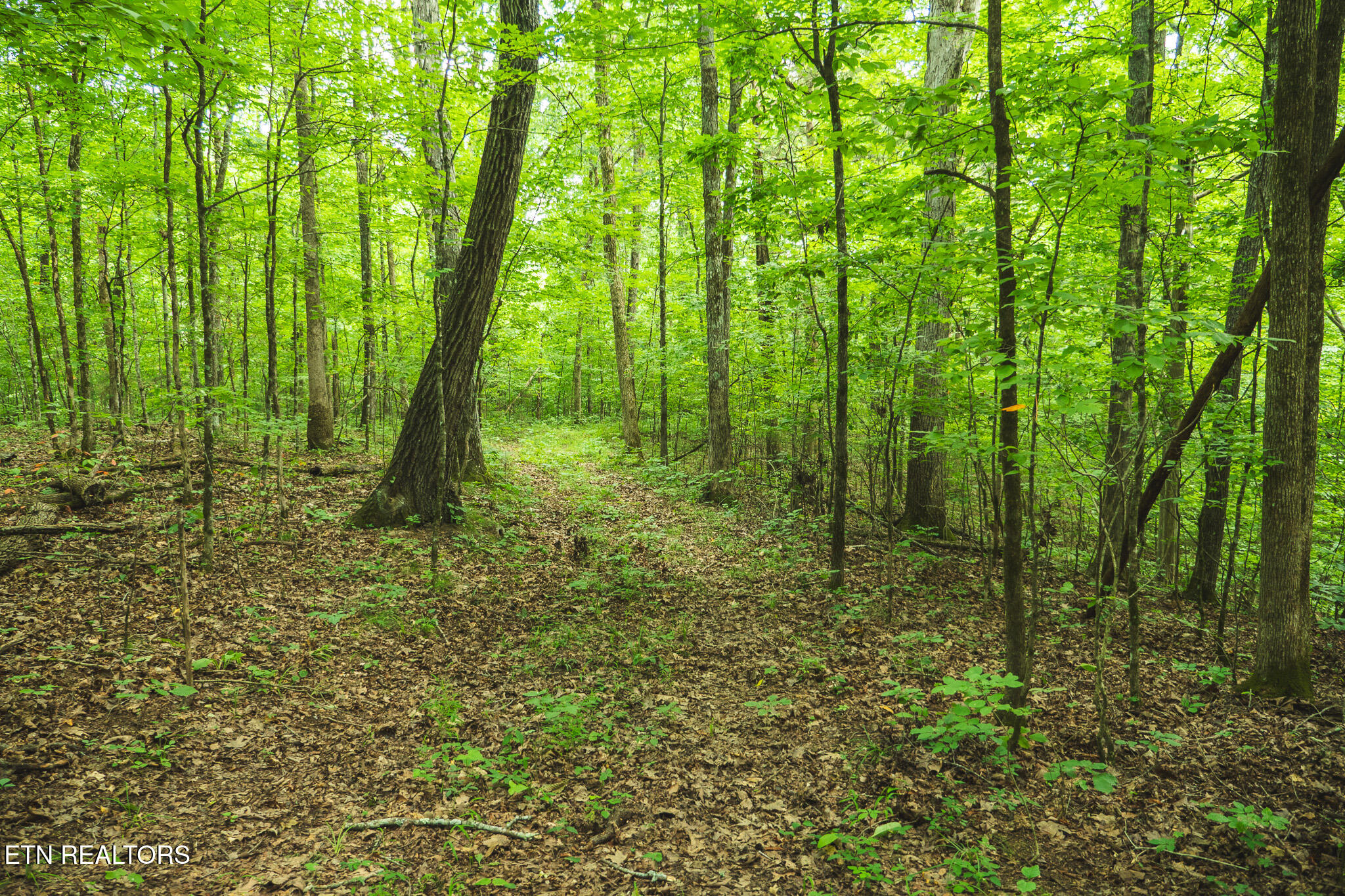 114-acres South Mohawk Road Midway, TN 37809 - Photo 46 of 49 P1111643