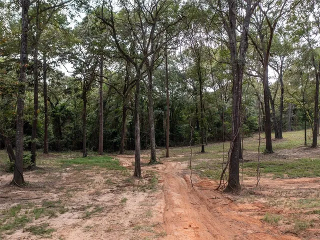 a view of a yard with a large trees