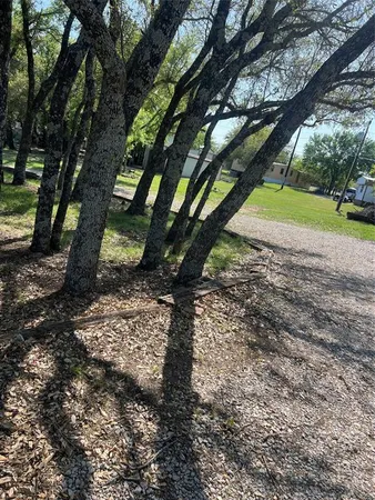 a view of a yard with plants and a large tree
