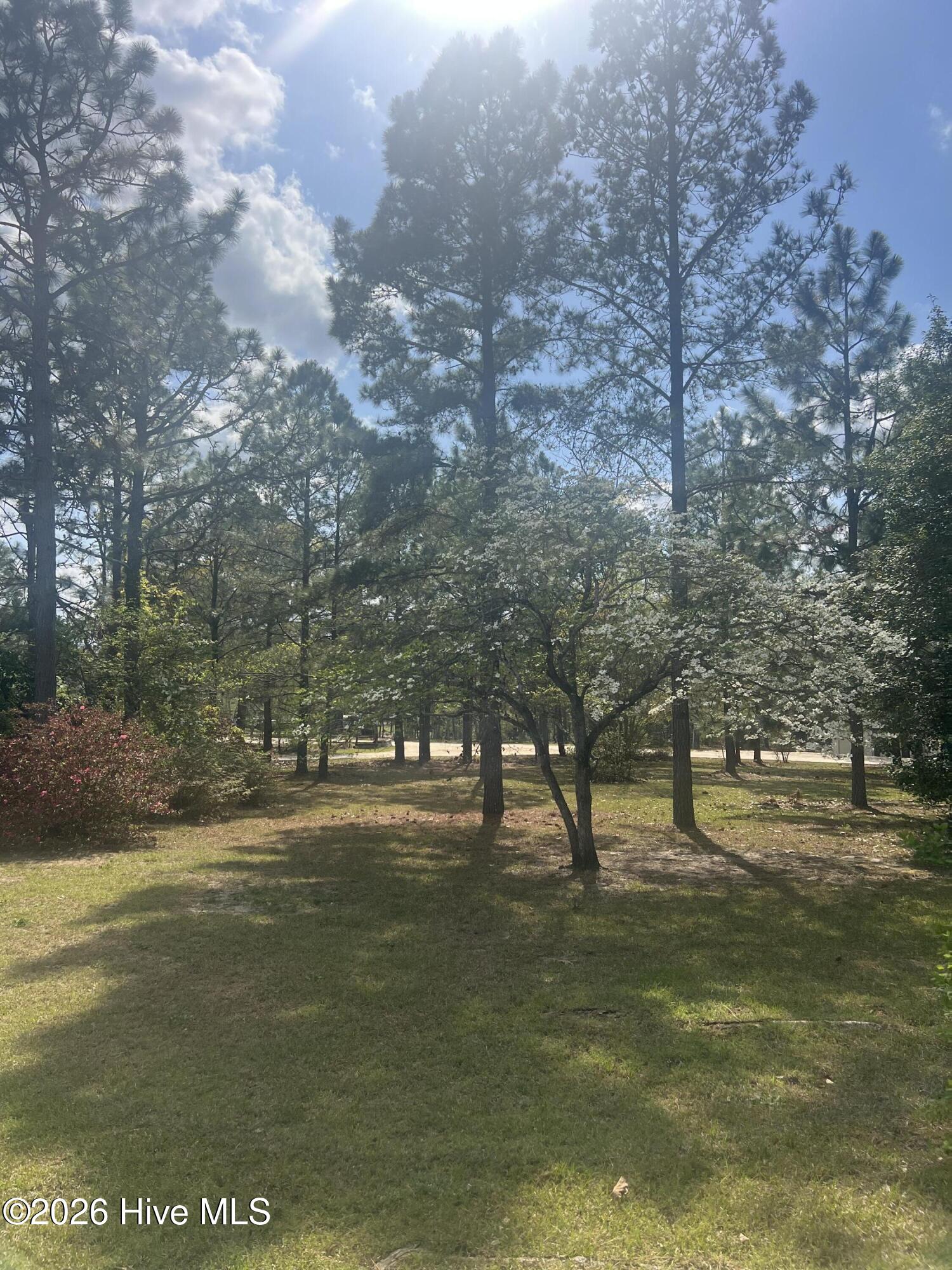 148 Dixie Trail Hamlet, NC 28345 - Photo 19 of 22 Lots of Trees