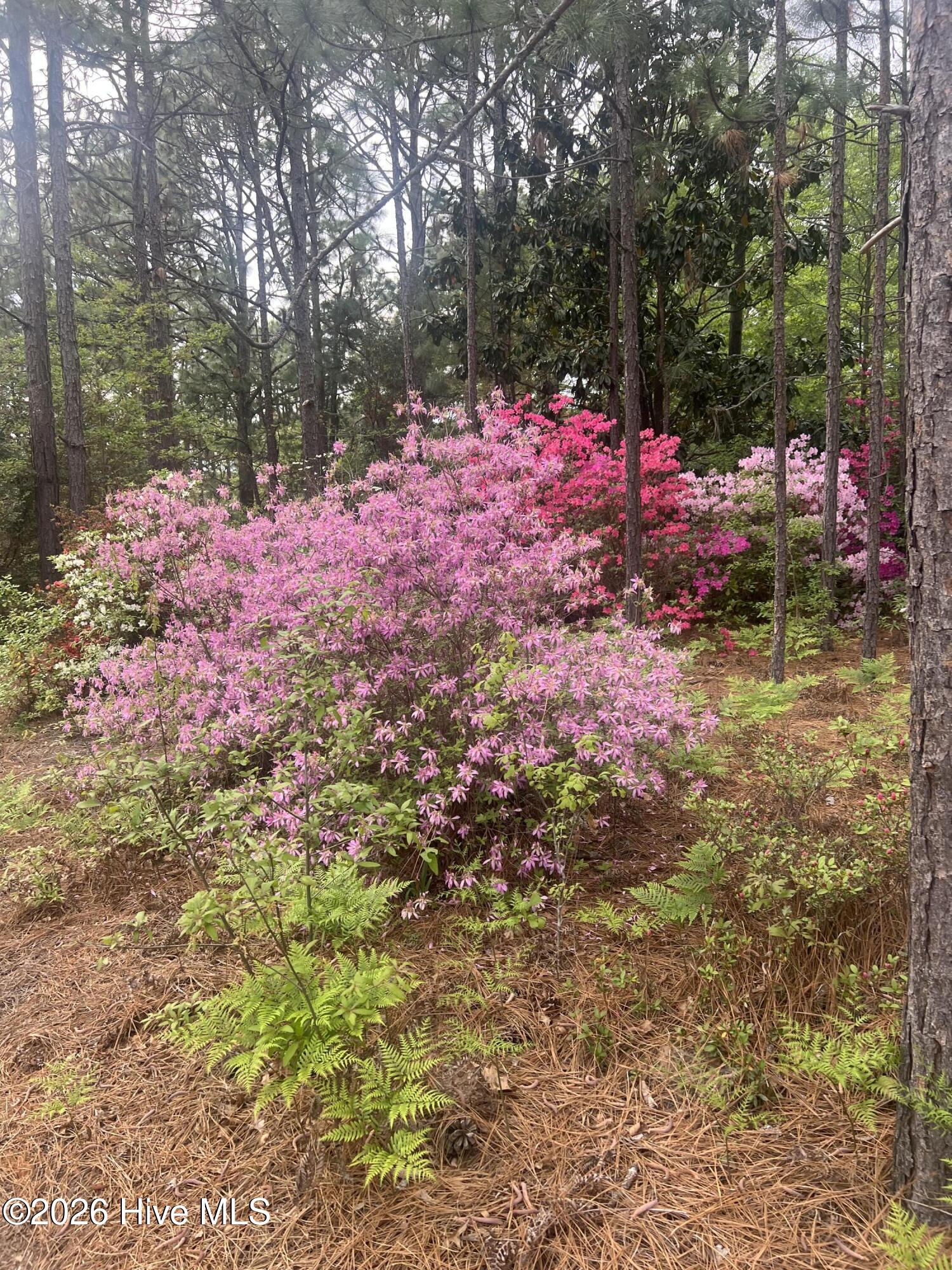 148 Dixie Trail Hamlet, NC 28345 - Photo 20 of 22 Beautiful Flowers All Over the Yard