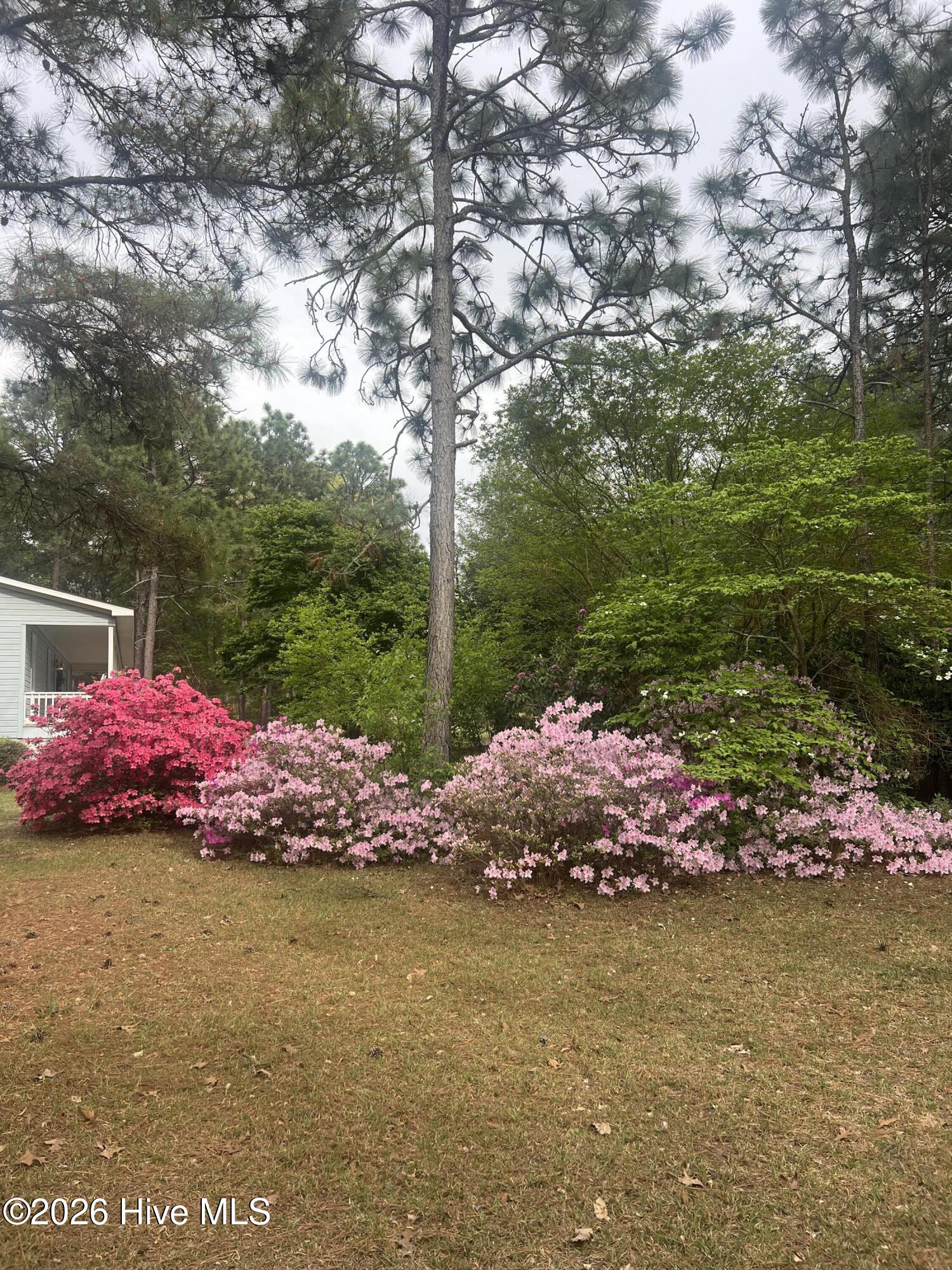 148 Dixie Trail Hamlet, NC 28345 - Photo 21 of 22 Beautiful Flowers All Over Yard
