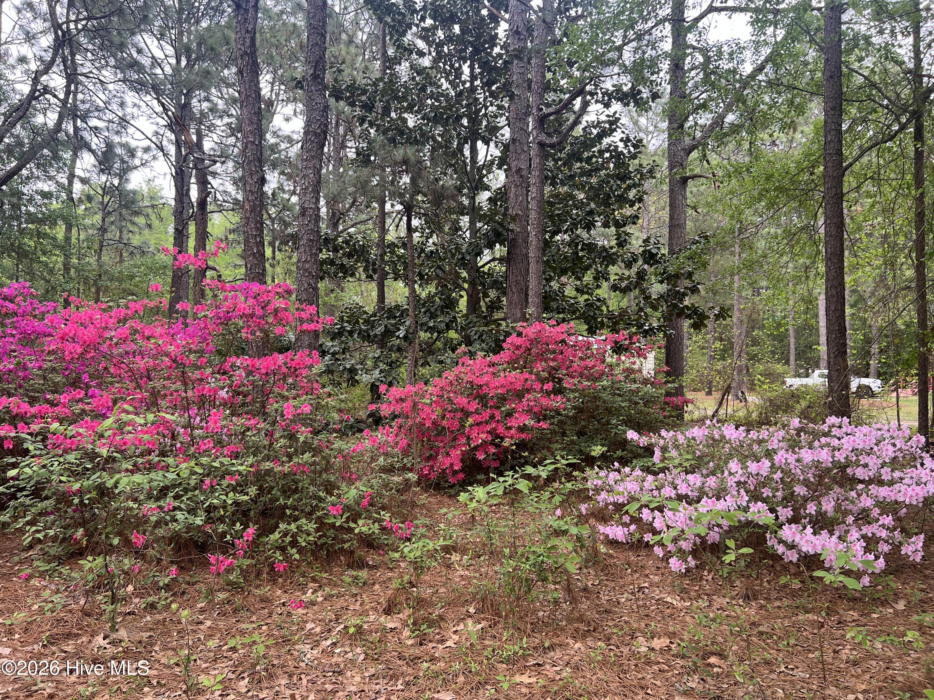 148 Dixie Trail Hamlet, NC 28345 - Photo 22 of 22 Beautiful Flowers All over Yard