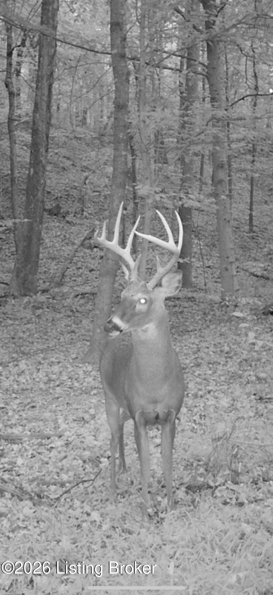 926 Salem Church Road Bee Spring, KY 42207 - Photo 48 of 49 Trail cam photos