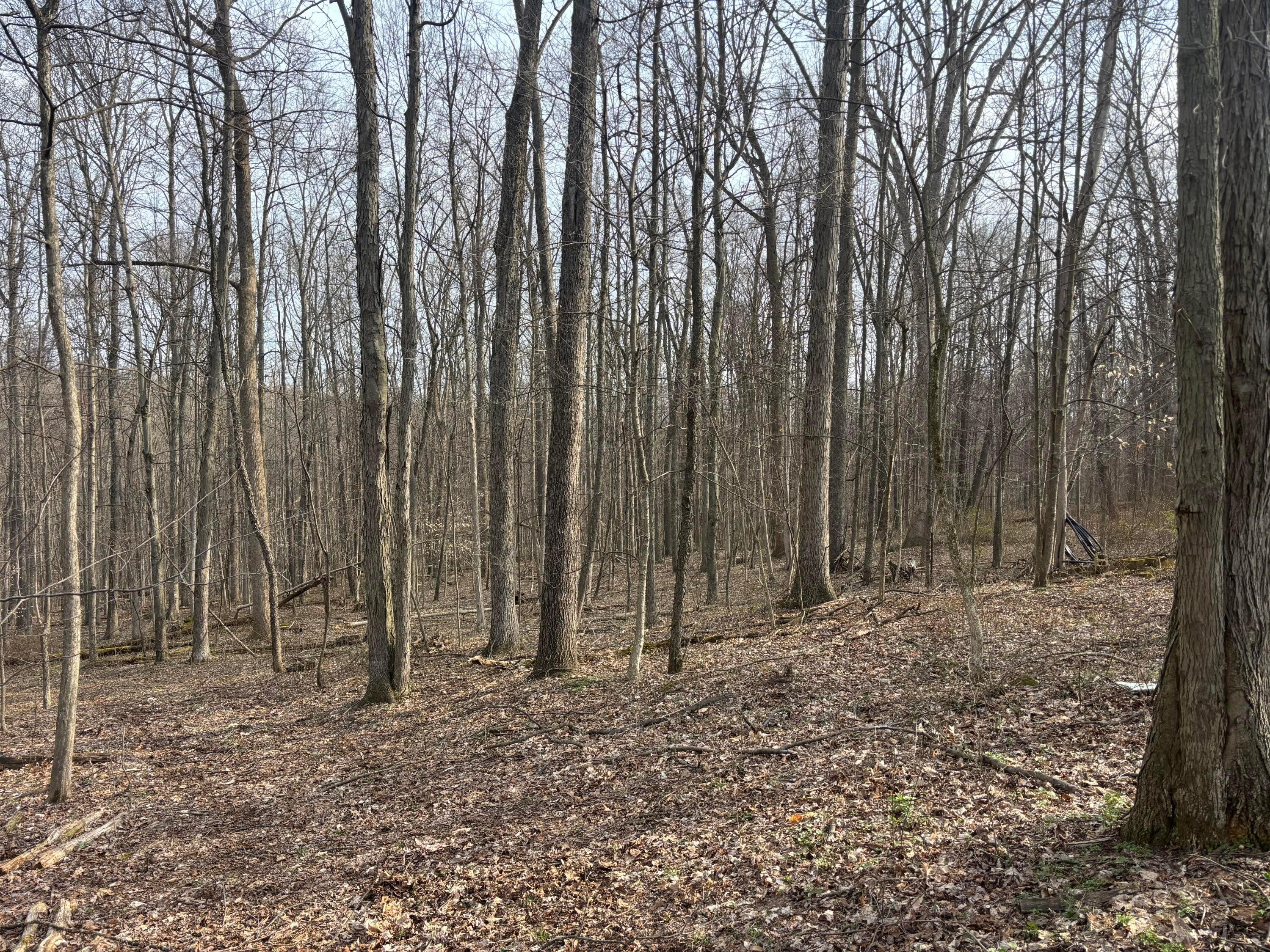 17951 Shady Lane Road Fredericktown, OH 43019 - Photo 1 of 4 IMG_2316