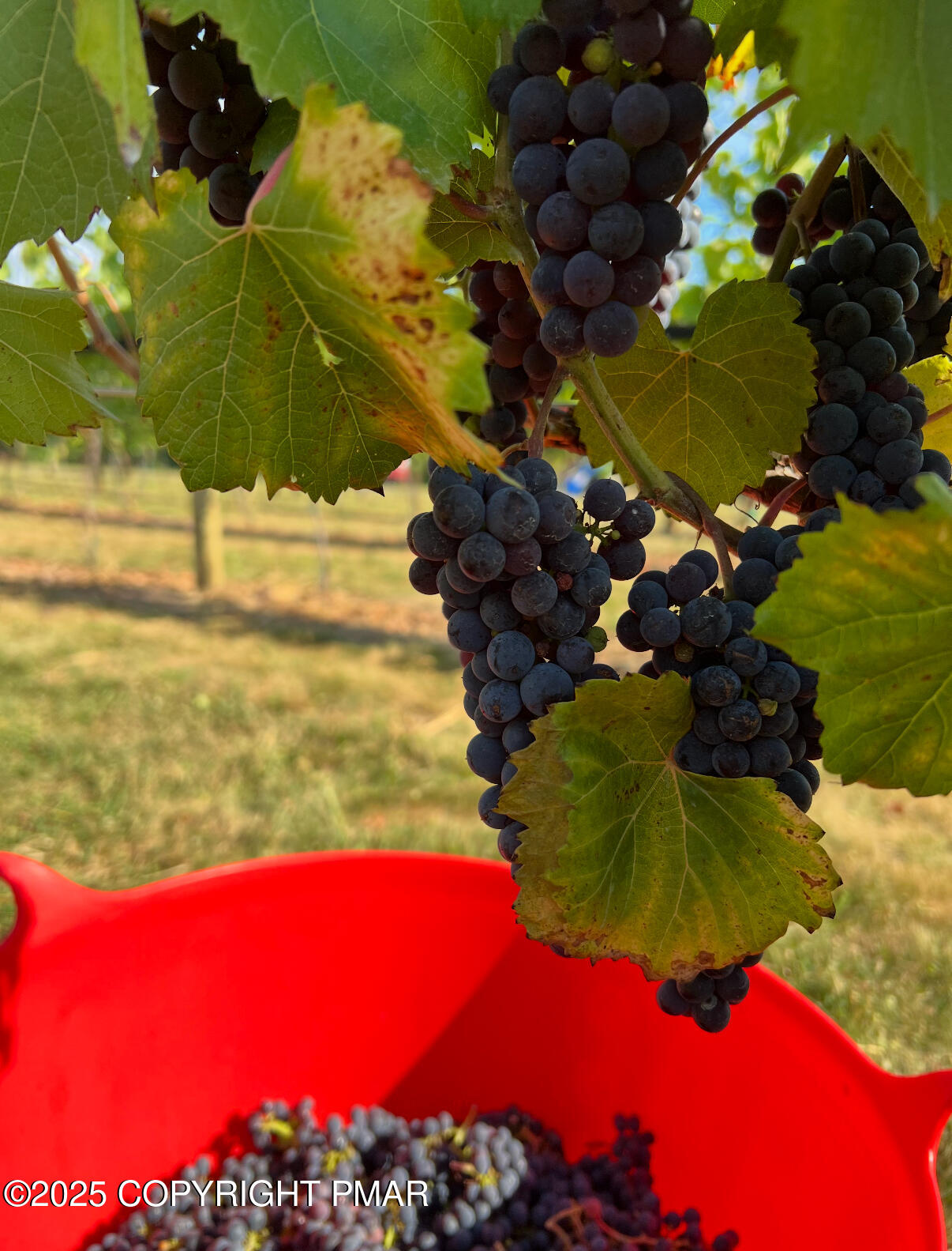 1212 Burger Hollow Road Effort, PA 18330 - Photo 129 of 138 Vineyard