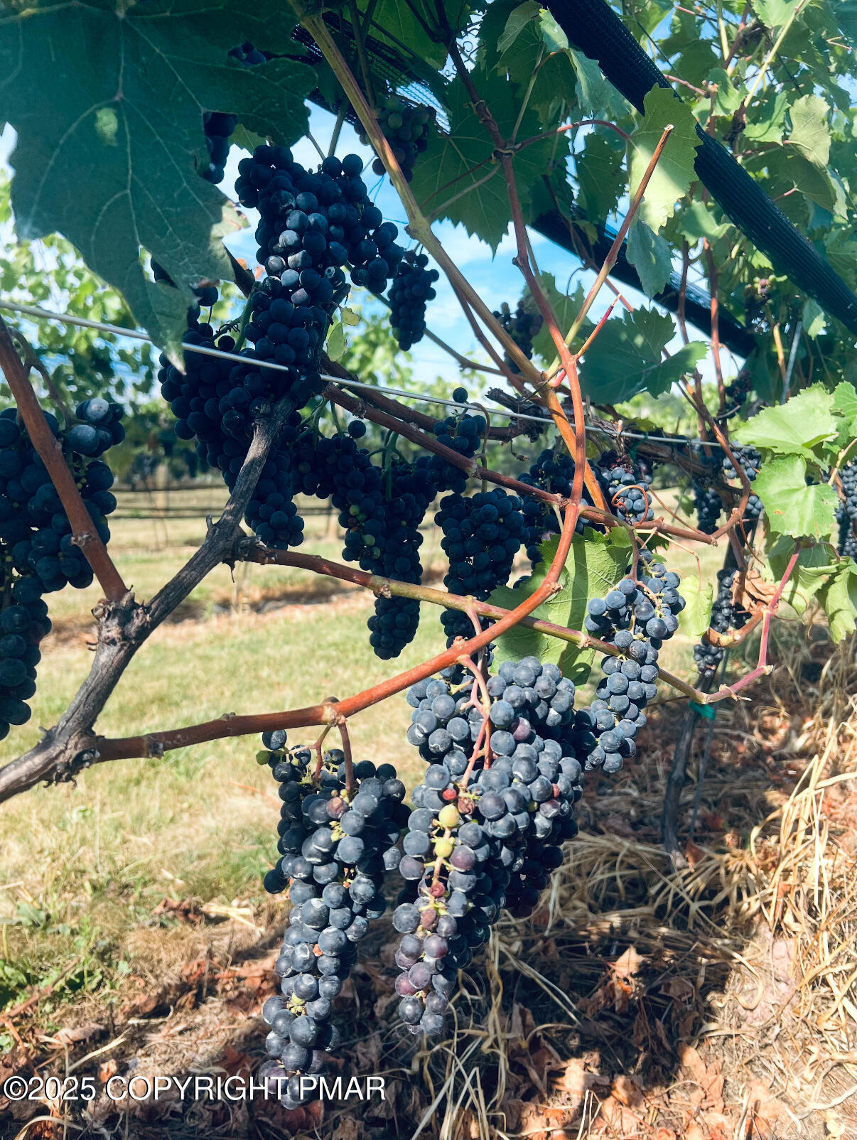 1212 Burger Hollow Road Effort, PA 18330 - Photo 24 of 138 a view of a tree with a yard