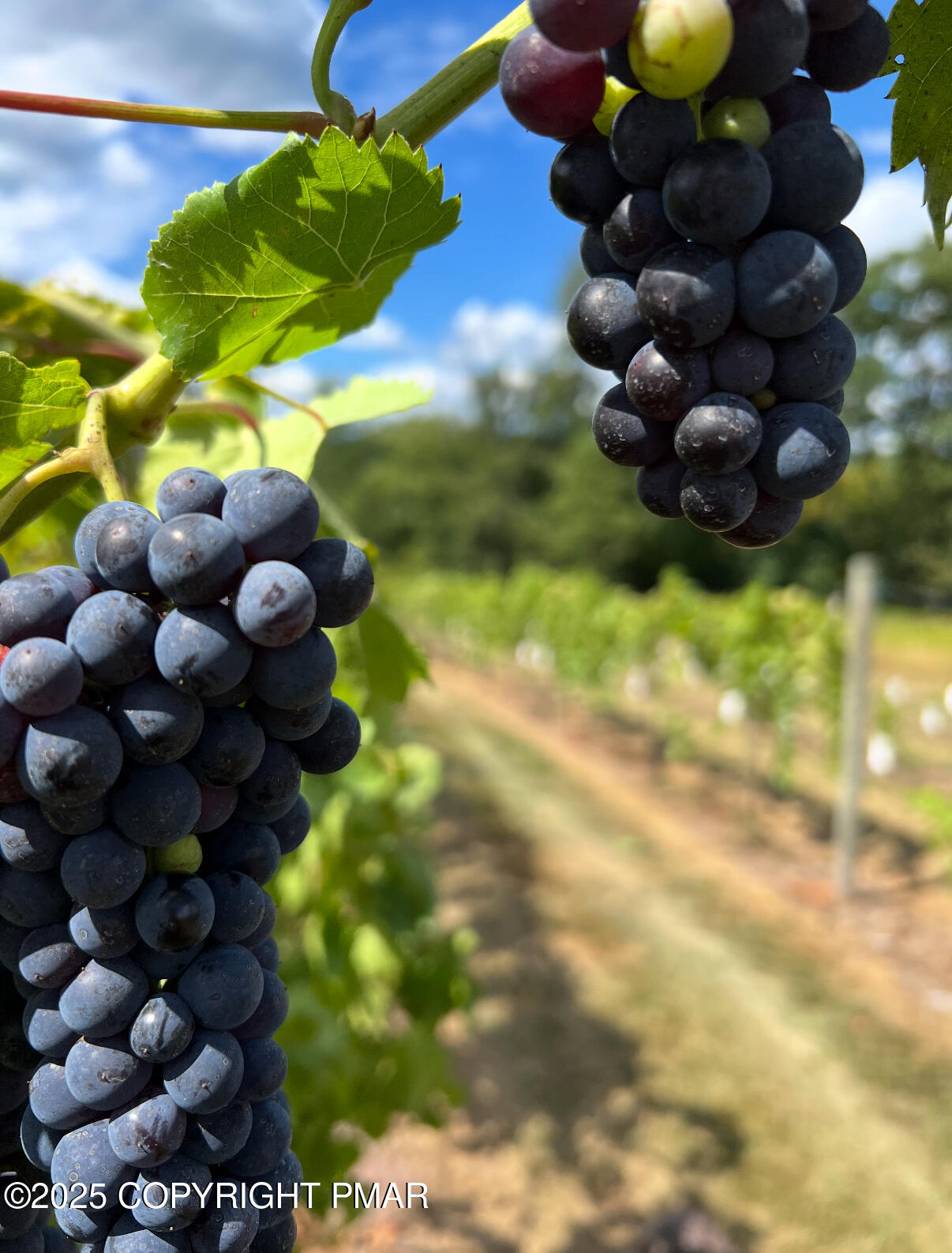 1212 Burger Hollow Road Effort, PA 18330 - Photo 3 of 138 Vineyard