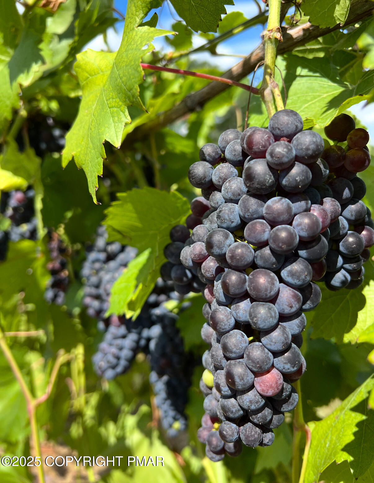 1212 Burger Hollow Road Effort, PA 18330 - Photo 41 of 138 Vineyard