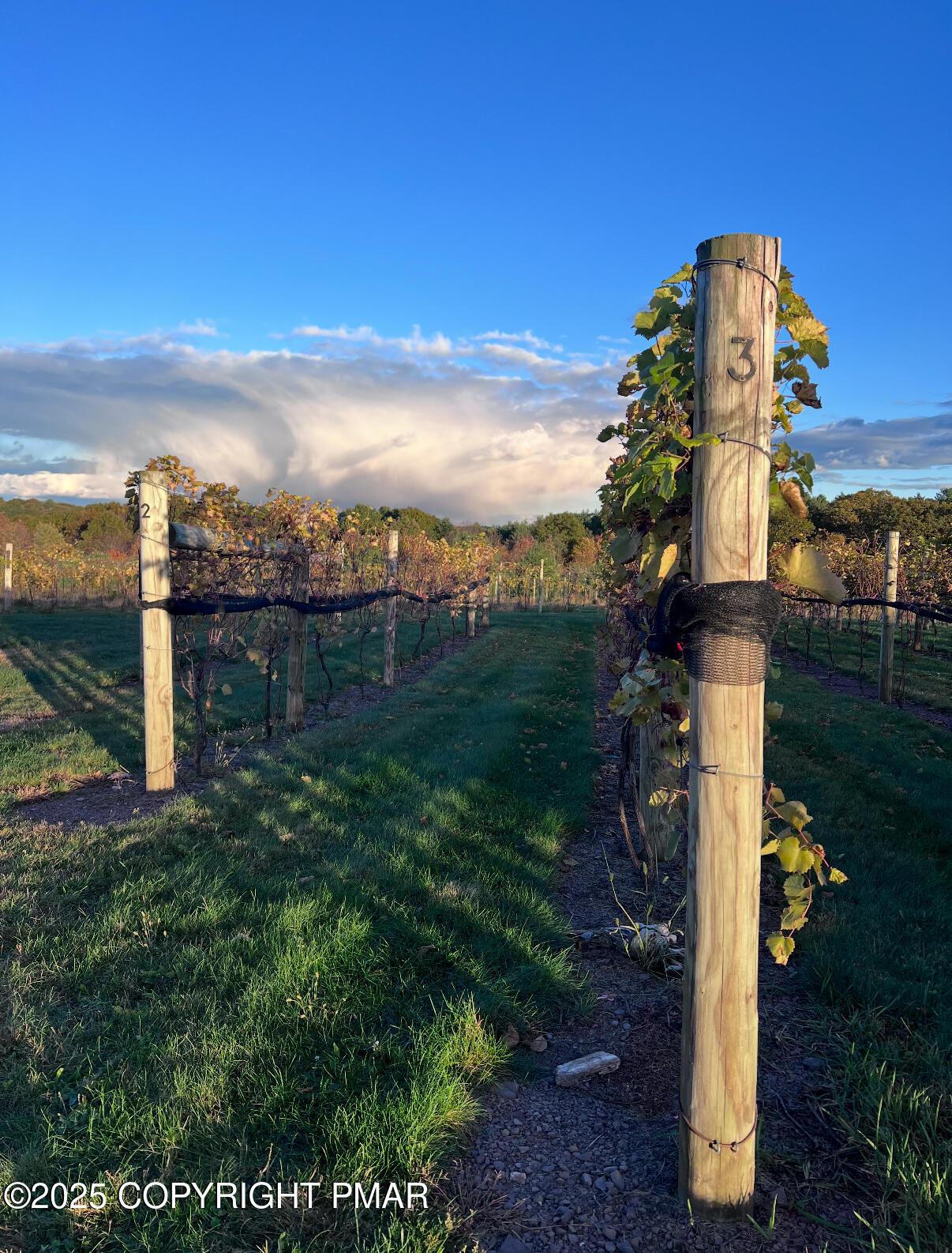 1212 Burger Hollow Road Effort, PA 18330 - Photo 87 of 138 Vineyard
