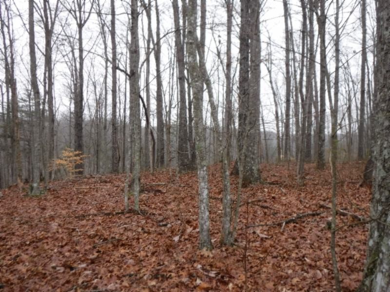 27 16ac Arrowhead Road Moss, TN 38575 - Photo 2 of 25 a view of outdoor space with lots of trees
