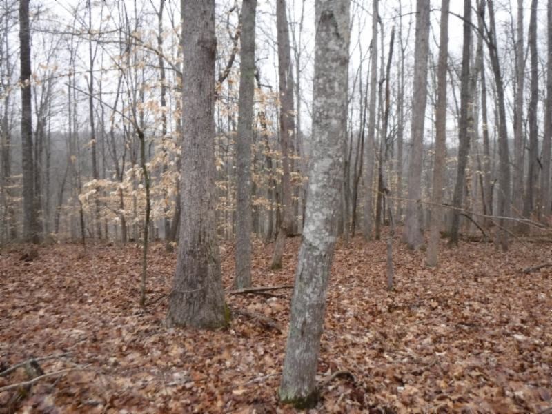 27 16ac Arrowhead Road Moss, TN 38575 - Photo 12 of 25 a view of a yard with large trees