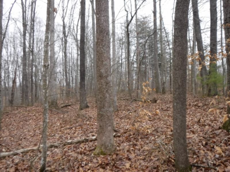 27 16ac Arrowhead Road Moss, TN 38575 - Photo 13 of 25 a view of a forest